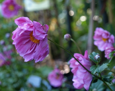 Zawilec mieszańcowy (Anemone hybridum) 